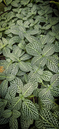 Fresh green tropical leaves or leaf backdrop, botanical and natural leaf theme wallpaper background...