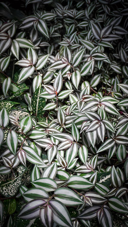 Fresh green tropical leaves or leaf backdrop, botanical and natural leaf theme wallpaper background good for natural multimedia content creationの写真素材