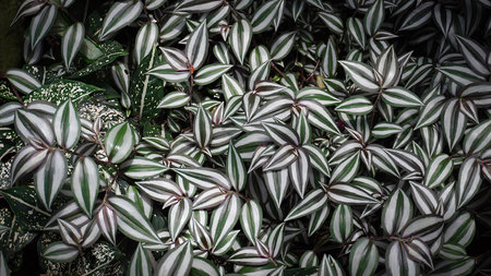 Fresh green tropical leaves or leaf backdrop, botanical and natural leaf theme wallpaper background good for natural multimedia content creationの写真素材