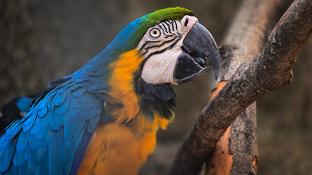 striking blue and yellow macaw or Ara ararauna, a blue and yellow parrot in a detailed close up, the...