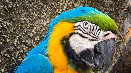 striking blue and yellow macaw or Ara ararauna, a blue and yellow parrot in a detailed close up, the vibrant feathers contrast beautifully with the soft, neutral background, highlighting the bird's vivid appearance and curious expressionの写真素材