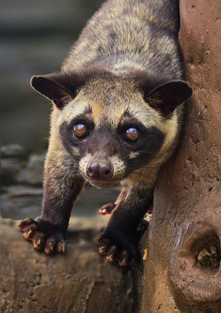 Asian palm civet or locals calls it Musang Pandan or Luwak coffee producer, latin name paradoxurus hermaphroditus, resting on a tree, showcasing its curious expression and distinct fur patternの写真素材