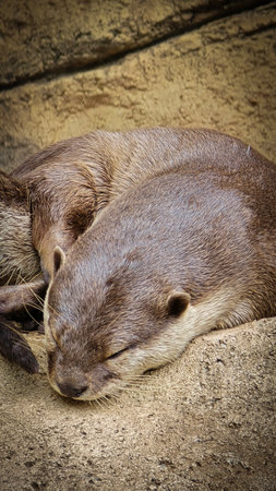 playful otter or known as Aonyx cinereus living around river bank, showcasing its intricate fur texture and natural habitat with its companion, wildlife content creation nature, cute, mammal, otter,の写真素材