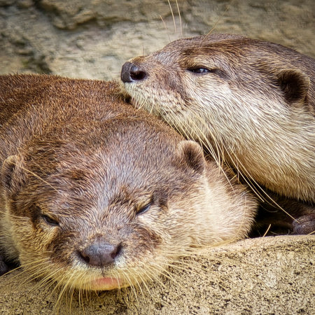 playful otter or known as Aonyx cinereus living around river bank, showcasing its intricate fur texture and natural habitat with its companion, wildlife content creation nature, cute, mammal, otter,の写真素材