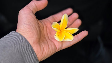 An elegant overhead view capturing a delicate yellow plumeria flower resting on an open Businessman hand, set against a dark contrastive background, showcasing eco green friendly business conceptの写真素材