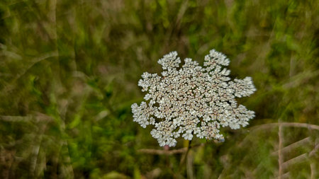 Queen Anne's Lace Flower in a Sunny Meadow, wildflowers in a green sunny meadow in spring time,...