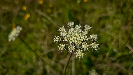 Queen Anne's Lace Flower in a Sunny Meadow, wildflowers in a green sunny meadow in spring time,...