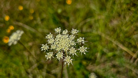 Queen Anne's Lace Flower in a Sunny Meadow, wildflowers in a green sunny meadow in spring time,...