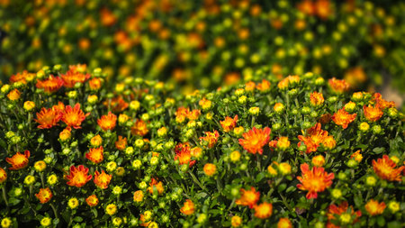 orange and yellow chrysanthemums fill a lush green garden bed with cheerful, sunlit blooms. This lively close-up conveys warmth, energy, and natural beauty for outdoor, spring, and lifestyle imagery.の写真素材
