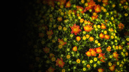 orange and yellow chrysanthemums fill a lush green garden bed with cheerful, sunlit blooms. This...