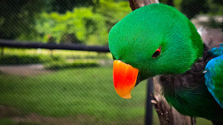 green parrot close-up showcases a vivid orange beak and sharp eye, set against a warm neutral...