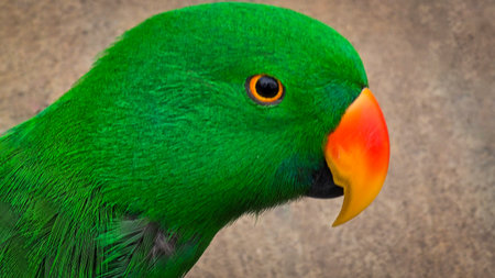 green parrot close-up showcases a vivid orange beak and sharp eye, set against a warm neutral backdrop. A striking nature portrait highlighting color, detail, and avian character. Bright Green Parrot With Orange Beak And Intense Orange Eyeの写真素材