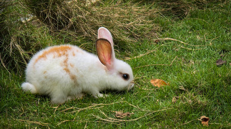 fluffy white rabbit with orange patches explores a grassy lawn near hay. This charming, small pet...