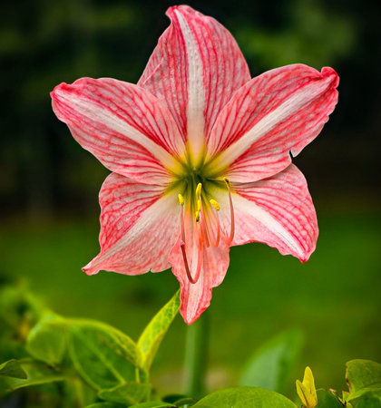 vibrant pink mexican lily flower close up reveals soft petals, a green center, and golden pollen on...