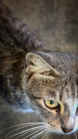 Domestic cat, showcasing expressive yellow green eyes, fine whiskers, and mottled gray fur. Perfect...
