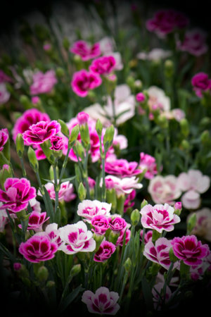 flowers in alpine meadowsの写真素材