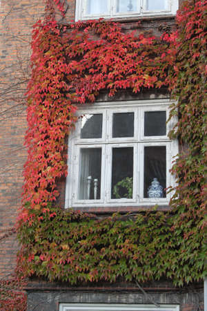 Fern on the wallの写真素材