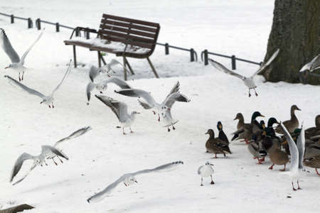 Birds on snowの写真素材