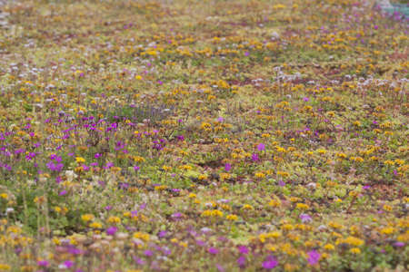 Flower carpetの写真素材