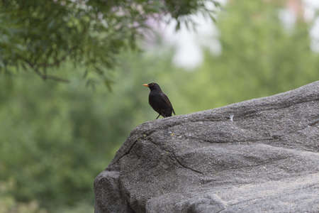 Blackbird sitting on a rockの写真素材