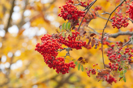 Rowan berries on a treeの写真素材