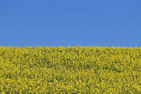 Rapeseed field like ukrainian flagの写真素材