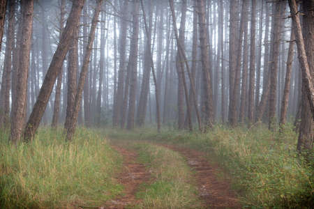 Morning fog in pine forest with forest roadの写真素材