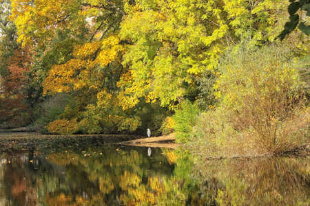 Fall pond in Copenhagen with standing heronの写真素材