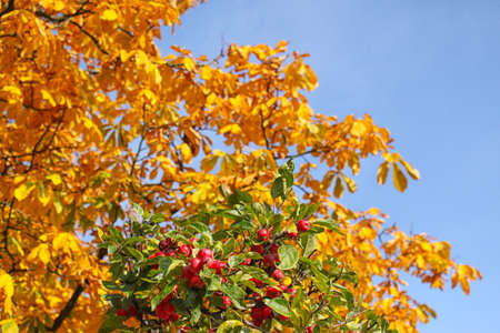 Autumn apple-tree in royal park Rosenborg, Copenhagenの写真素材