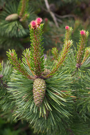 Green pinecone with pink flowers on pines tvigの写真素材
