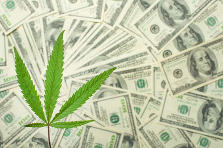 cannabis with dollar money concept photoの写真素材