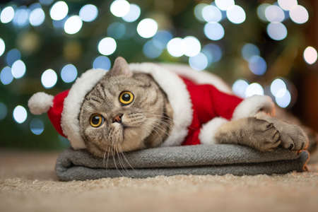 Tabby and the happy cat. Christmas season 2018, new year, holidays and holidaysの写真素材