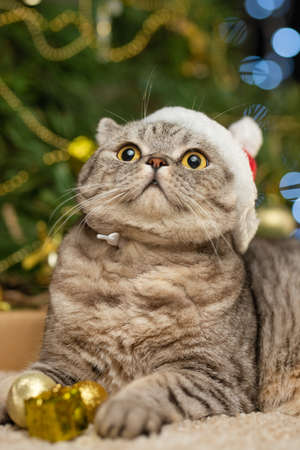 Christmas cat in a red Santa Claus hat, New Year, greeting card, bannerの写真素材