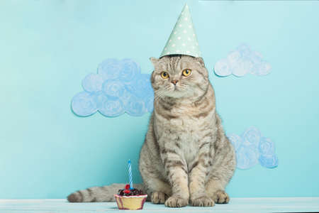 birthday greetings from a cat