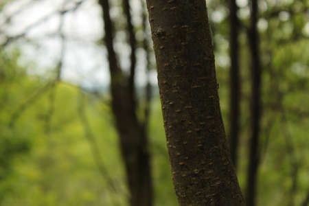 Green Forest Leaves And Branches Background Photo Shot.
