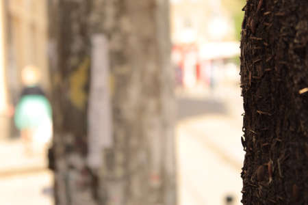 City Tree Bark With Old Pins On A  Foreground And Urban Background.の写真素材