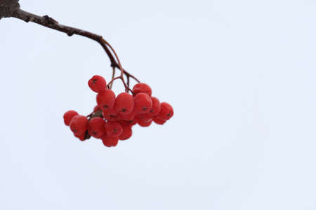 A bunch of berries of mountain ash.の写真素材