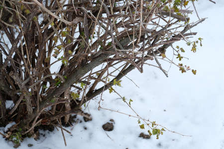 A bush of gooseberry on the snow.の写真素材