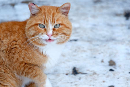 A dashing red cat.の写真素材
