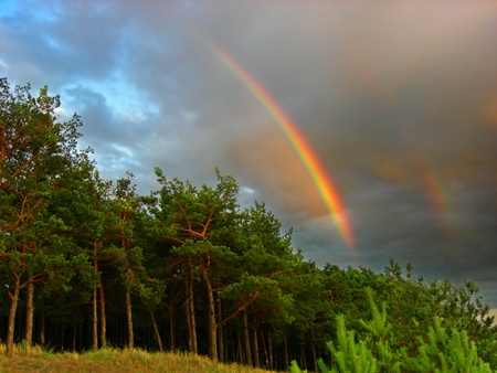  Rainbow over the forest の写真素材