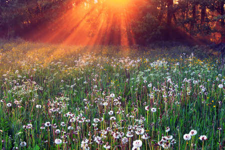 The rays of dawn sunlight illuminate the clearing with wildflowers and dandelionsの写真素材