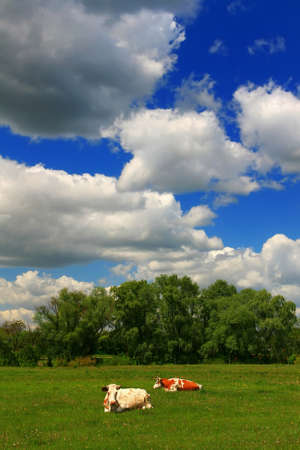 Spring field with green grass and cowsの写真素材