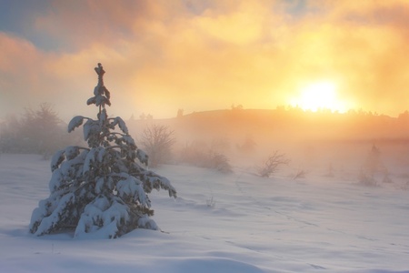 Spruce in the snow against dawn sky in the mountainsの写真素材