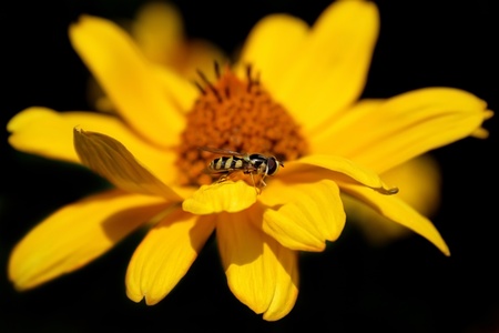 Daisy flower with a bee on the petal の写真素材