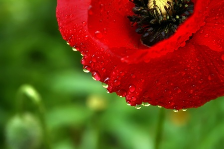 Poppy flower in the dewの写真素材