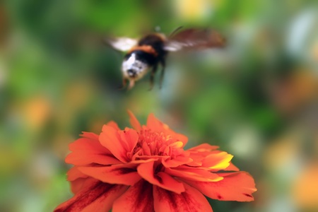 Bumble bee flies from flower calendulaの写真素材