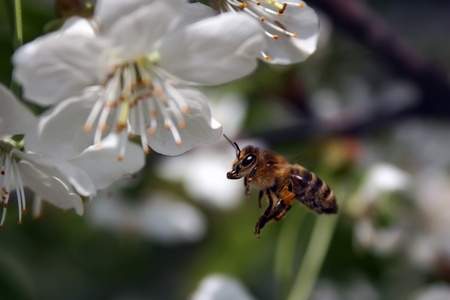 Bee at work on apricot flowerの写真素材