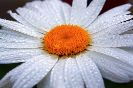 Chamomile in drops of dew on the petals の写真素材