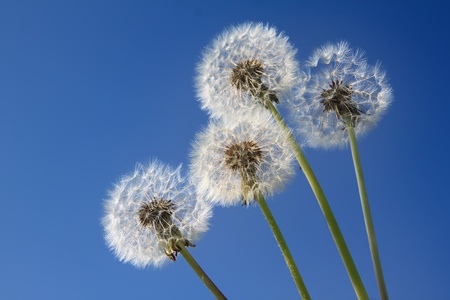 Dandelions on the blue sky backgroundの写真素材