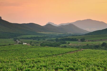 Vineyards on the sunsetの写真素材